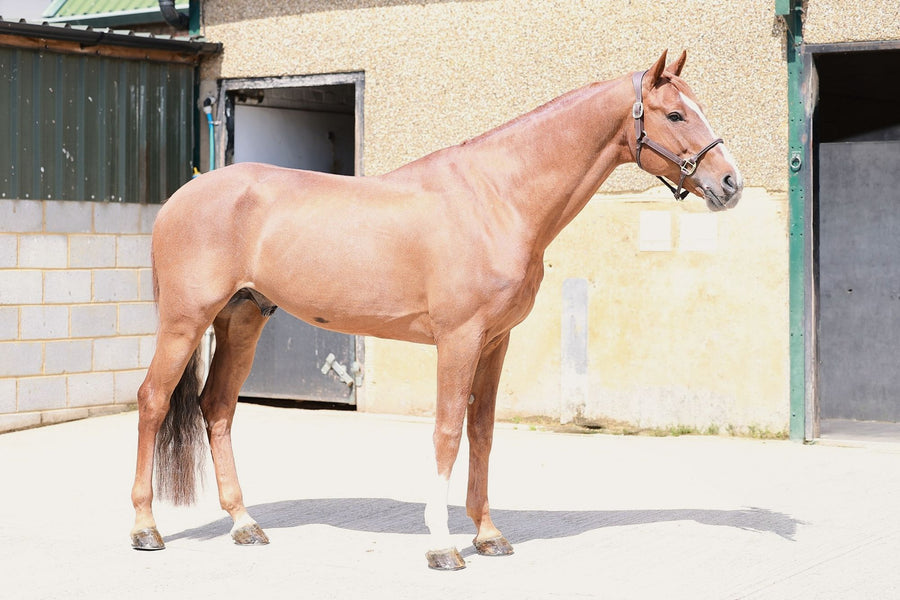 Jambezi — HRB Equestrian