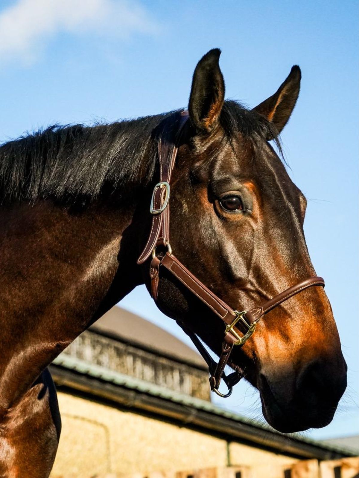 Horse production at HRB Equestrian