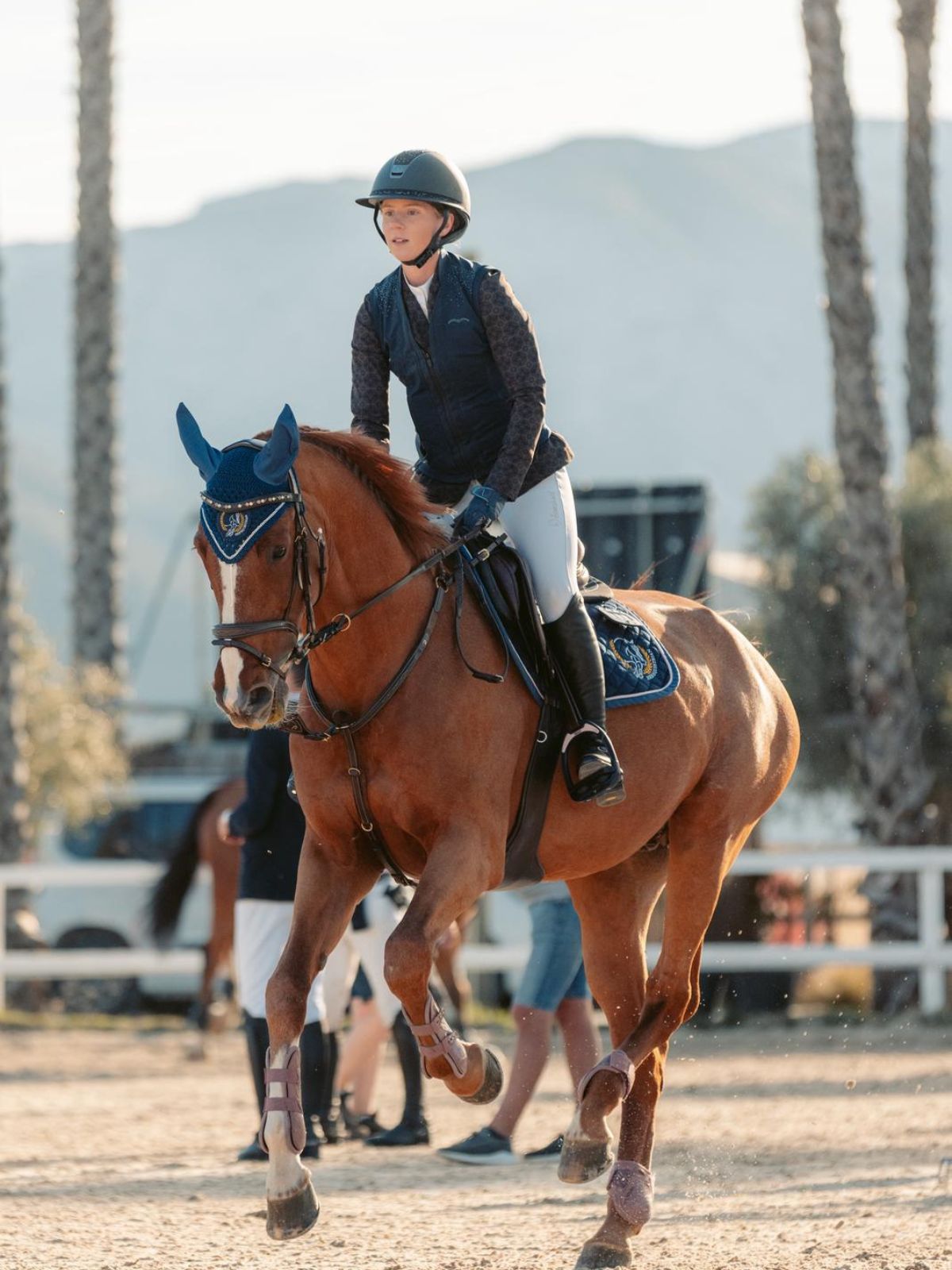 Jambezi stallion in the HRB Equestrian programme