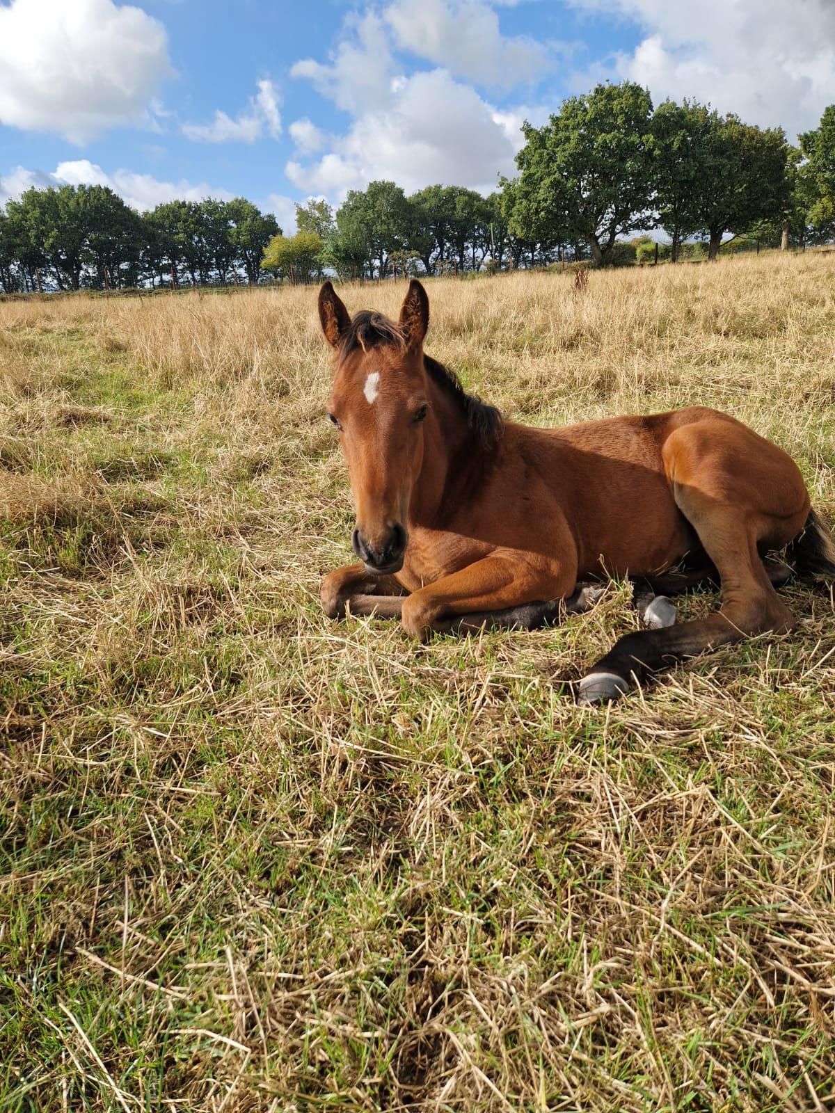 Just Call Me Peter in youngstock development at HRB Equestrian