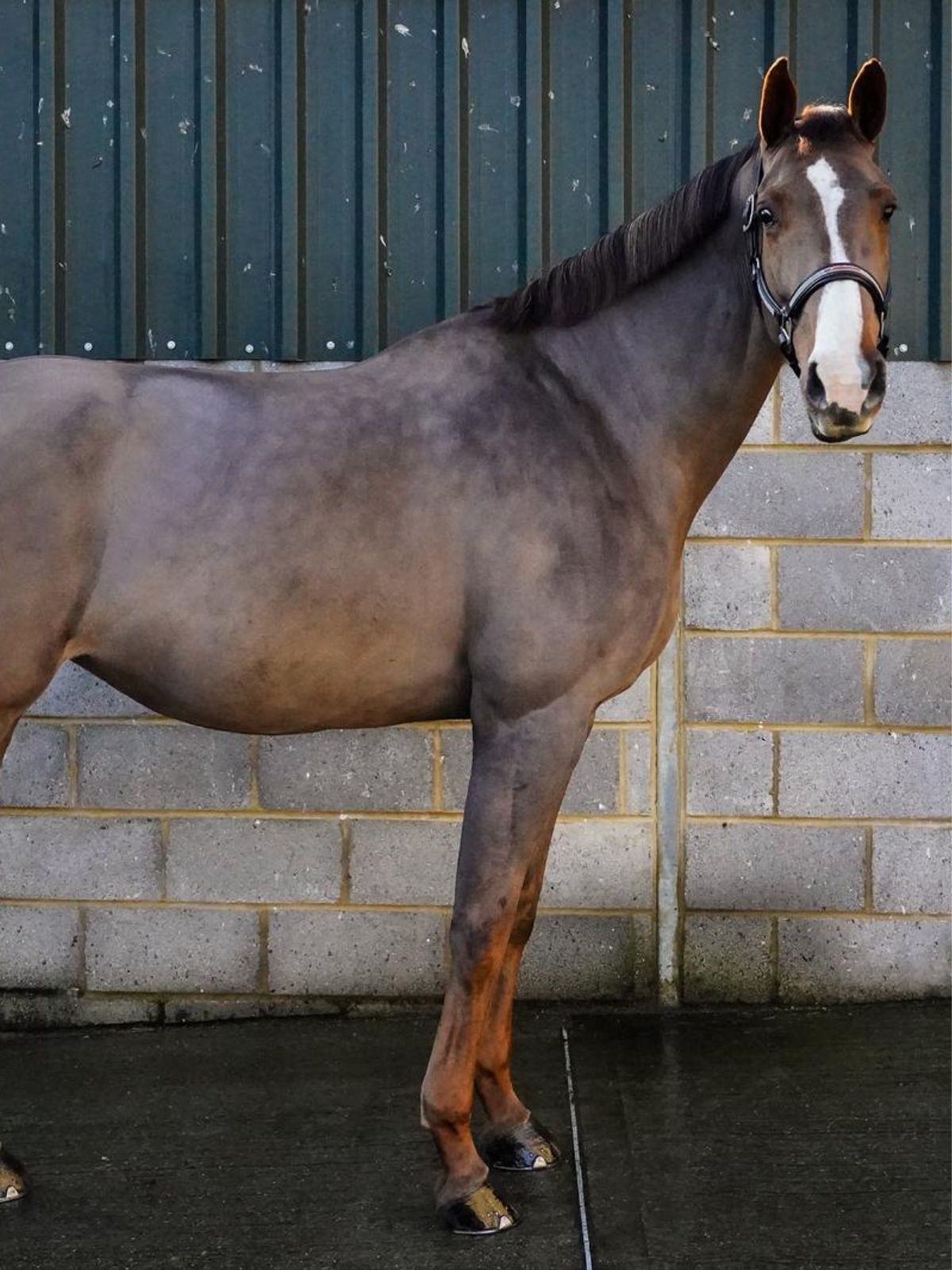 Billy Bangles in the HRB Equestrian programme
