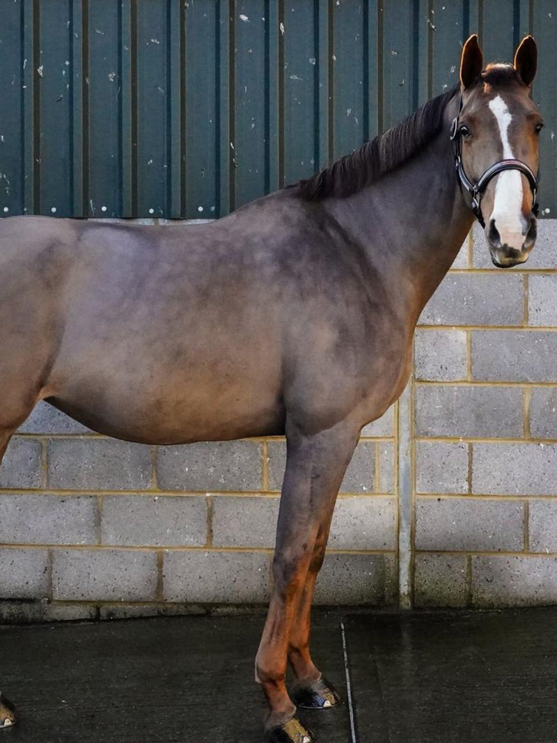 Billy Bangles, mare in training and management at HRB Equestrian
