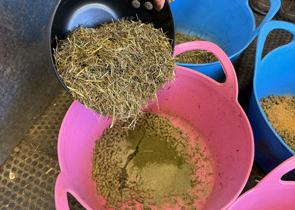 Feed Room & Diet Plans