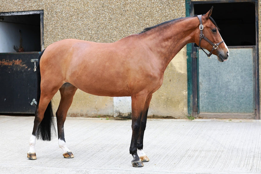 Happy-Fomia — HRB Equestrian