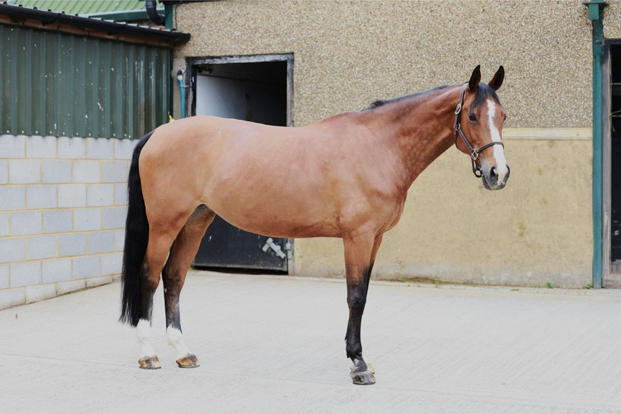 Happy-Fomia — HRB Equestrian