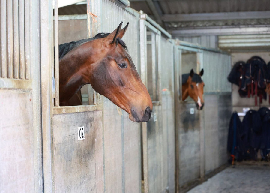 Indoor Barn Stables