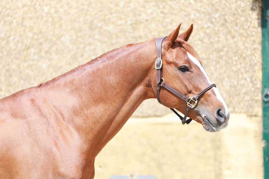 Jambezi — HRB Equestrian