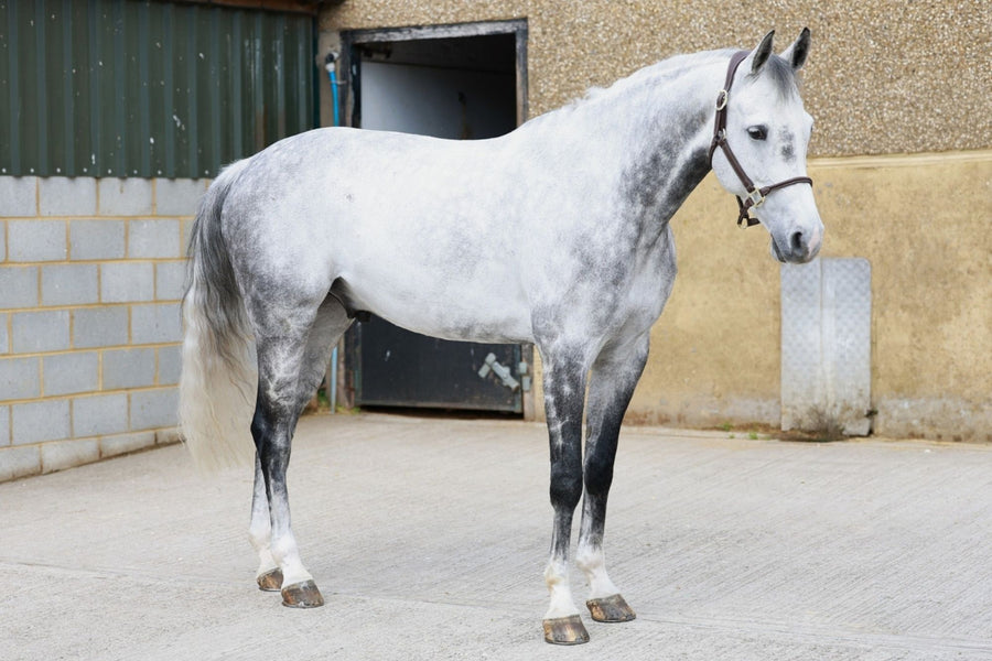 Minted — HRB Equestrian