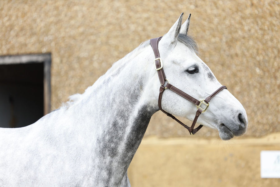 Minted — HRB Equestrian