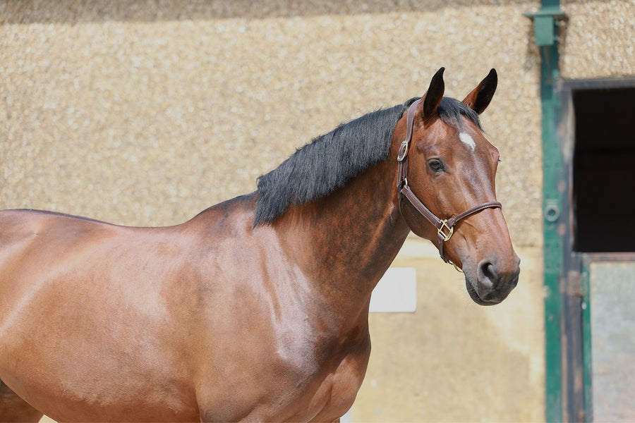 Strides Best Friend — HRB Equestrian