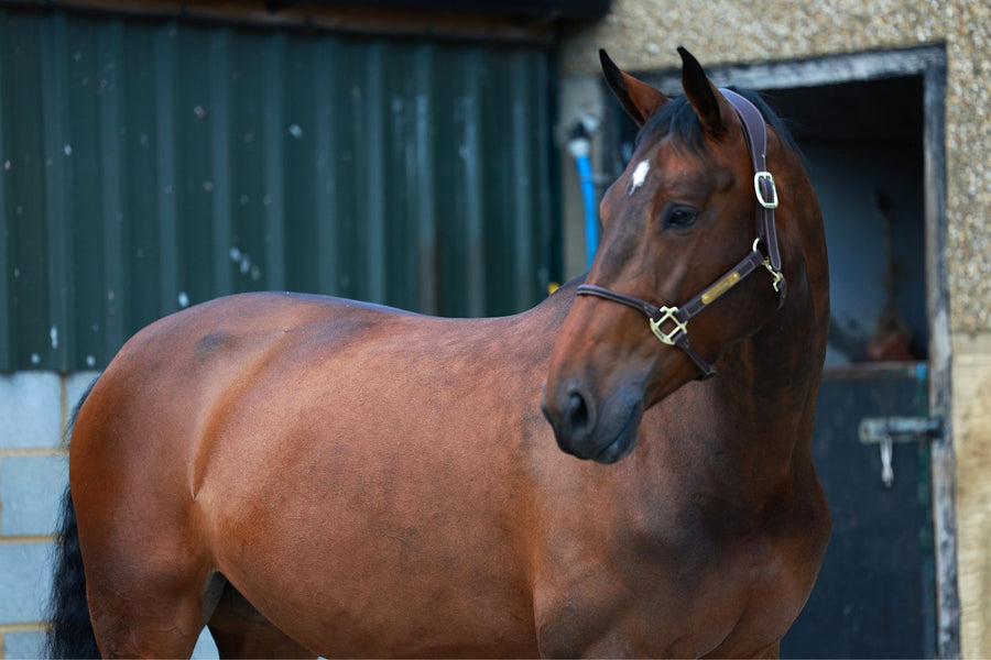 Strides Best Friend — HRB Equestrian