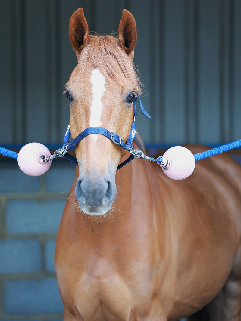 Dadja Z, young gelding in production at HRB Equestrian