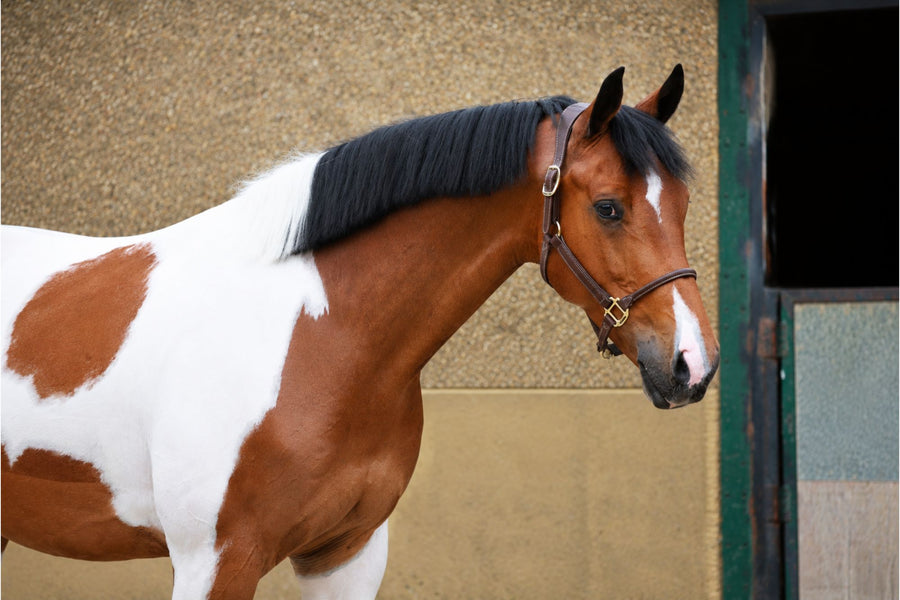 Unikat — HRB Equestrian