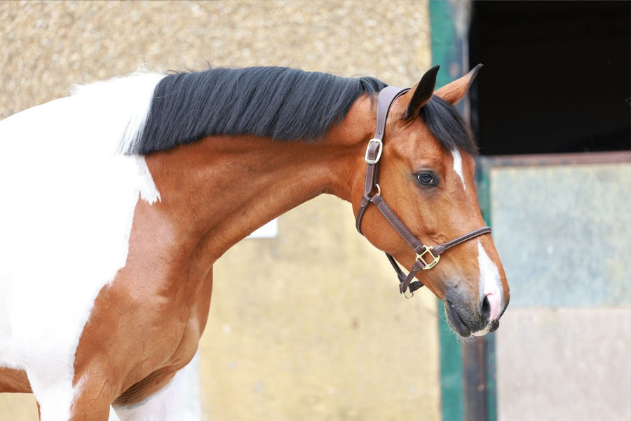 Unikat — HRB Equestrian