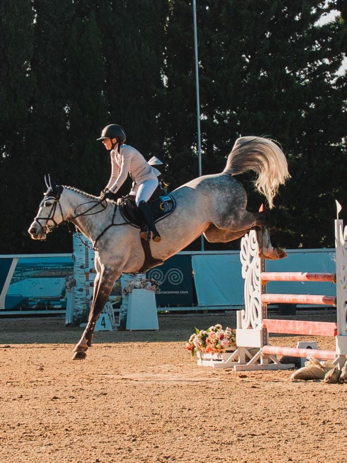 Minted managed within the HRB Equestrian programme